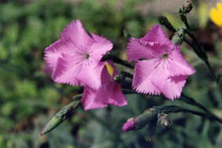 Dianthus gallicus
